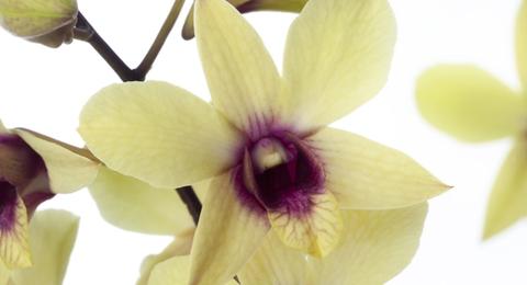 Dendrobium phalaenopsis (Denphal)